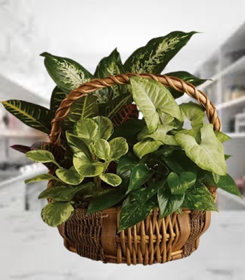 Green Houseplant in Woven Handled Basket