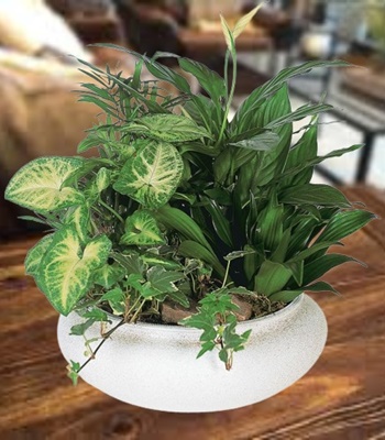 Dish Garden - Living Plants in Bowl