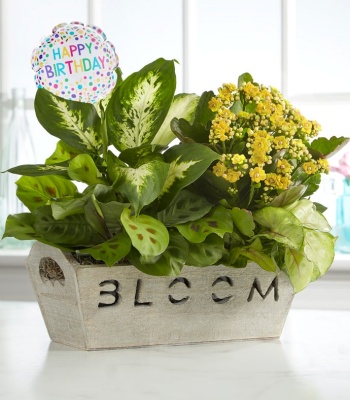 Happy Birthday Dish Garden with Blooming Plant