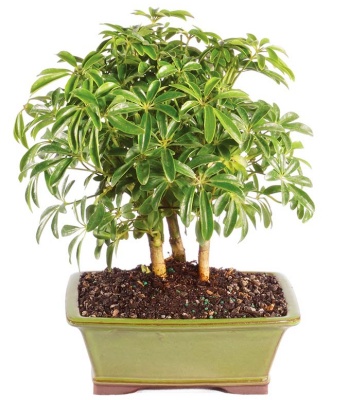 Hawaiian Umbrella Bonsai