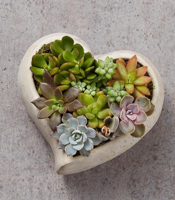 Heart-Shaped Succulent Garden for Sympathy