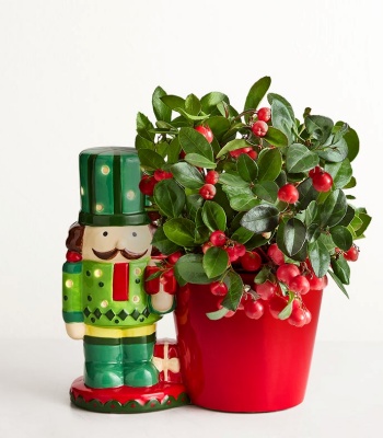 Holiday Nutcracker Winterberry