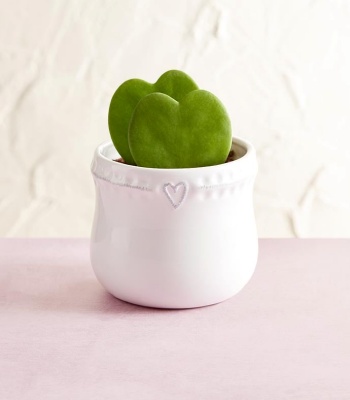 Hoya Plant - Heart Shaped Succulents