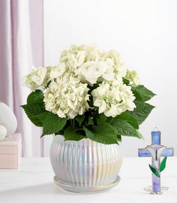 Hydrangea Sympathy Arrangement