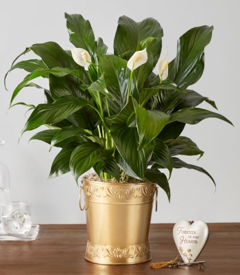 In Loving Memory Peace Plant