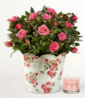 In Loving Memory' Pink Rose Plant