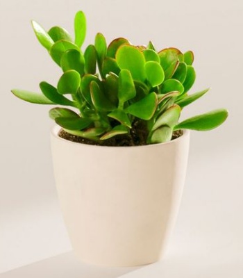 Jade Plant Indoor Plant