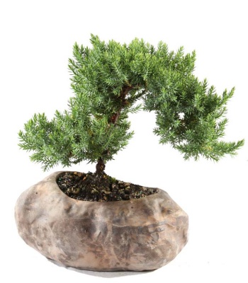 Juniper Bonsai in Rock Planter