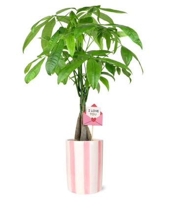 Love Grows Here Money Tree