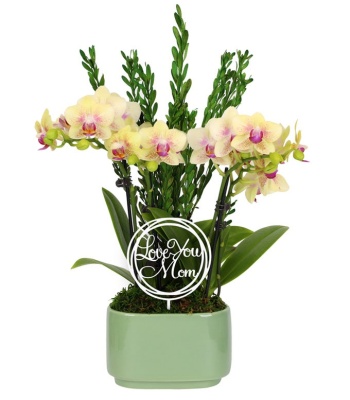"Love You Mom" Orchid Plant