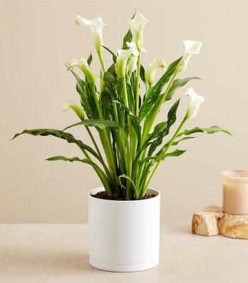 Loving Memory White Calla Lily
