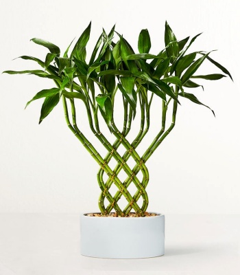Lucky Bamboo Trellis Plant