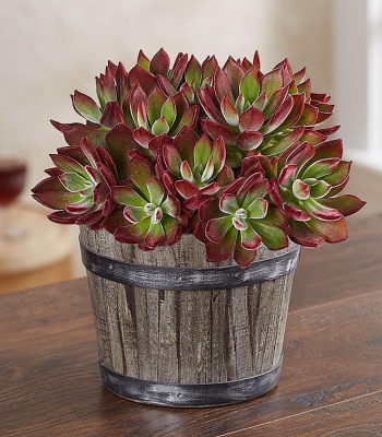Luxury Echeveria Succulent