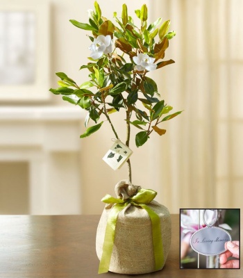 Magnolia Tree for Sympathy