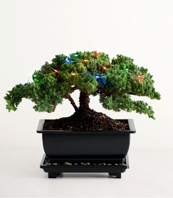 Merry Christmas Bonsai