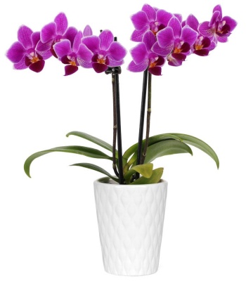 Mini Orchid Plant