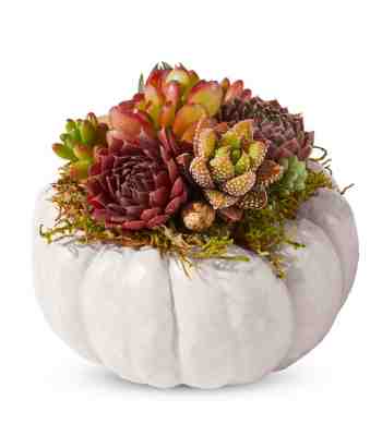 Mini White Pumpkin Succulent Garden