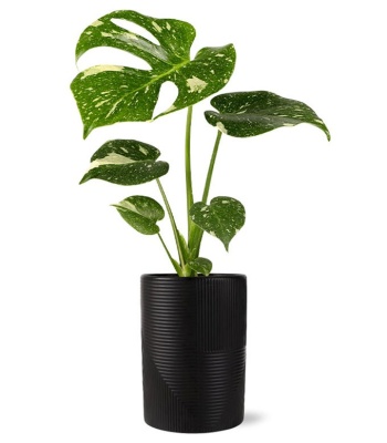 Modern Monstera Plant