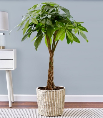 Money Tree Bonsai for Sympathy