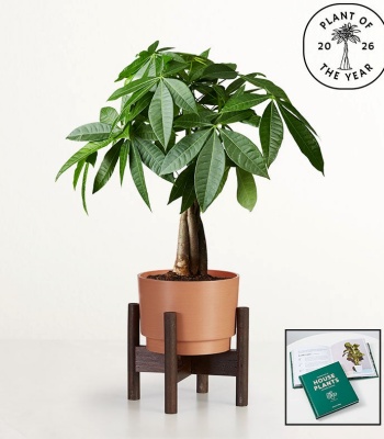 Money Tree with Free House Plant Book