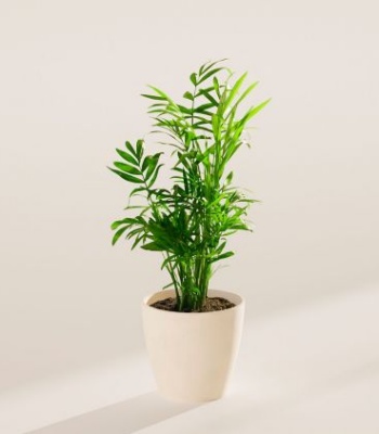 Neanthe Bella Parlor Palm Indoor Plant