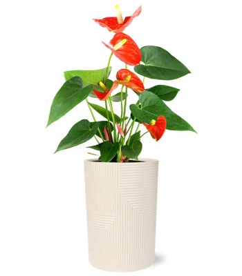 Orange Anthurium Plant