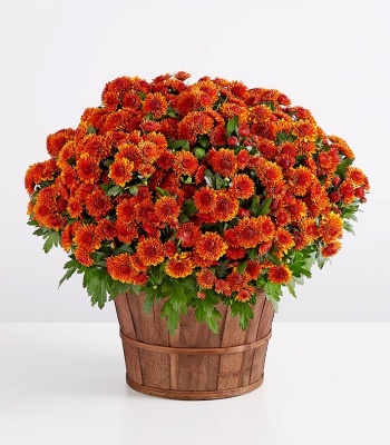 Orange Autumn Mum Plant