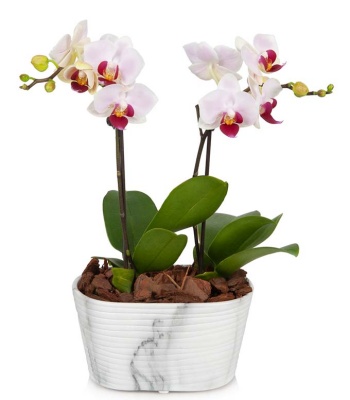 Orchid Plant in Pot