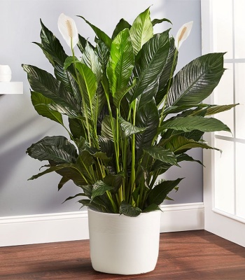 Peace Lily Floor Plant for Remembrance