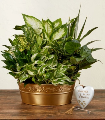 Peaceful Remembrance Plant