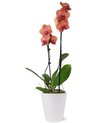 Peachy Orchid Plant