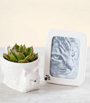 Pet Sympathy Gift with Succulent & Frame