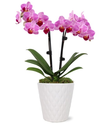 Pink and White Orchid Plant