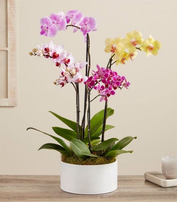 Pink & Yellow Orchid Garden for Sympathy