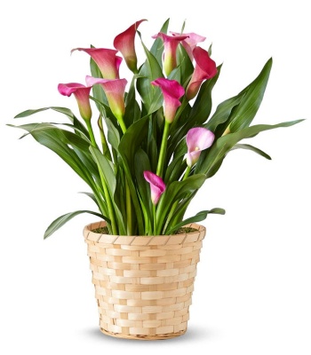 Pink Calla Lily Potted Plant