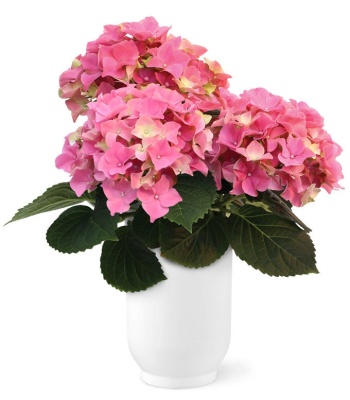 Pink Hydrangea Plant