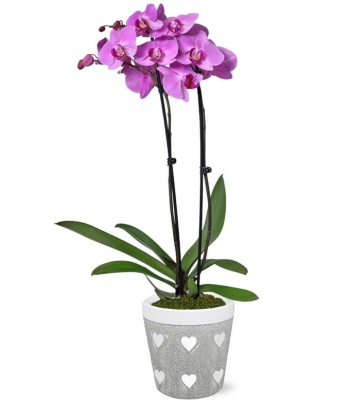 Pink Orchid Plant with Heart Planter