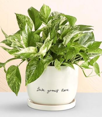 Pothos Plant In Ceramic Planter