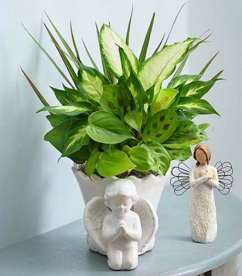 Praying Angel Dish Garden