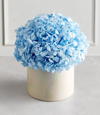 Preserved Domani Blue Hydrangea