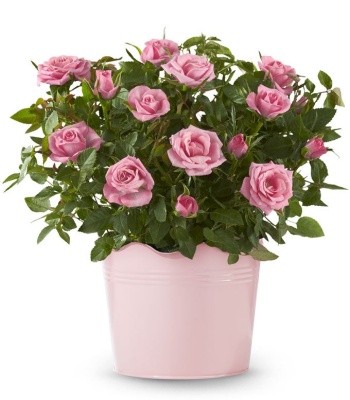 Pretty Pink Potted Rose Plant