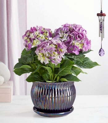 Purple Hydrangea for Sympathy