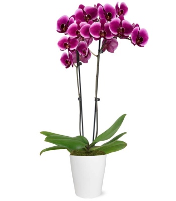 Purple Orchid Plant in Pot