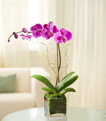 Purple Phalaenopsis Orchid Plant