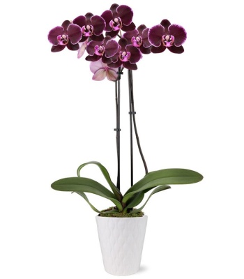 Purple Spotted Orchid