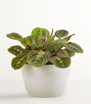 Red Maranta Prayer Plant