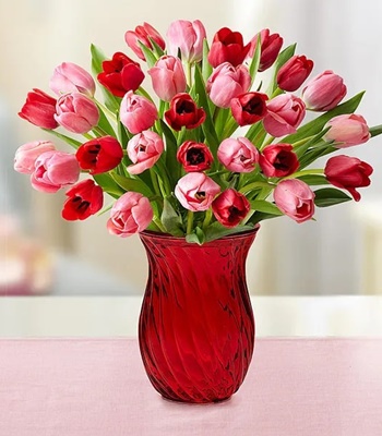 Red and Pink Tulip Arragement in Red Vase - Valentine's Day Tulips