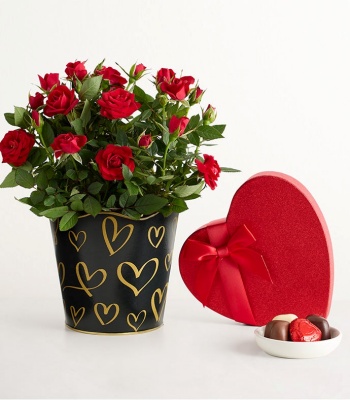 Romantic Red Rose Plant