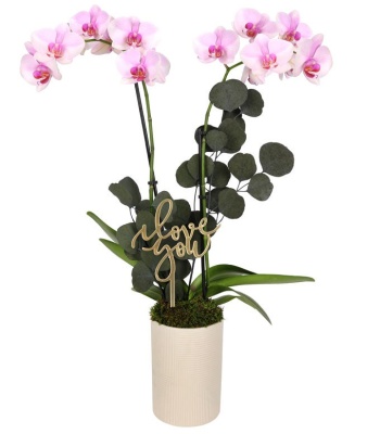 Romantic Soft Pink Orchid