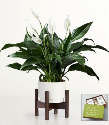 Serenity Peace Lily Plant